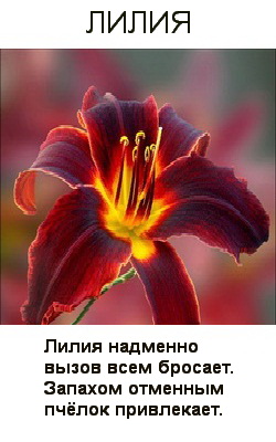 Короткий стих о цветке лилии Короткий стих о цветке лилии