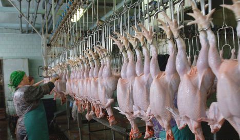 Starting Broiler Poultry Farming Business Plan (PDF)