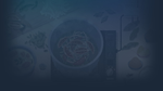* Venba | Steam РУ+UA+KZ+СНГ*