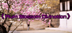 * Plum Blossom Divination | Steam РУ+UA+KZ+СНГ*
