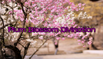 * Plum Blossom Divination | Steam РУ+UA+KZ+СНГ*