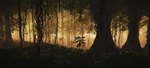* The Jungle | Steam РУ+UA+KZ+СНГ*