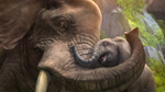 * Zoo Tycoon Xbox One & Xbox Series X|S активация