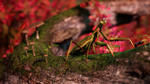 * Away : The Survival Series Xbox One|X|S активация