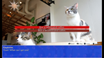 * Cat President: A More Purrfect Union Xbox активация