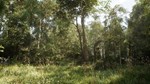 * NextVisuals Benchmark Forest * Steam Gift АВТО