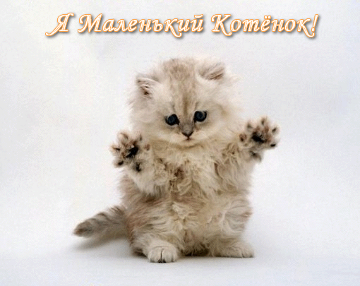 Авторские стихи на детскую песню "Маленький котёнок"
