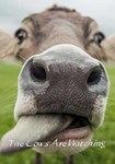 *The Cows are watching(РУ/СНГ)Steam