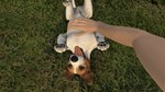 PETS HOTEL XBOX SERIES S|X КЛЮЧ/КОД