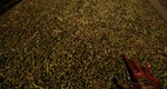Touch Grass Together * STEAM RU * АВТО *0%