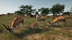 Animalia Skins Pack DLC * STEAM RU * АВТО *0%
