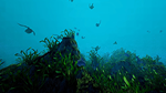 Ecosystem * STEAM РОССИЯ * АВТОДОСТАВКА *0% КАРТЫ