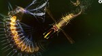 Sparkle 2 Evo КЛЮЧ* STEAM РФ+СНГ
