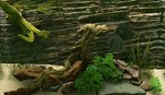 Biotope КЛЮЧ* STEAM РФ+СНГ