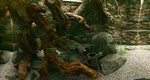 Biotope КЛЮЧ* STEAM РФ+СНГ