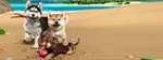 Little Friends: Puppy Island КЛЮЧ* STEAM РФ+СНГ