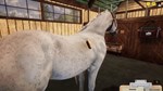 DLC Animal Shelter - Horse Shelter DLC КЛЮЧ* STEAM