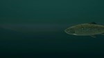 DLC Ultimate Fishing Simulator - Taupo Lake КЛЮЧ*