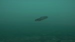 DLC Ultimate Fishing Simulator - Taupo Lake КЛЮЧ*