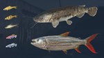 DLC Ultimate Fishing Simulator - Kariba Dam КЛЮЧ*