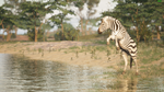 Animalia Survival STEAM АВТО RU/UA/KZ/СНГ