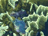 Corals bizarre