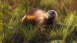 Way of the Hunter - Lintukoto Reserve DLC * STEAM RU*