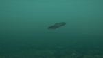 Ultimate Fishing Simulator - Taupo Lake DLC * STEAM*