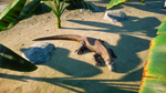 Planet Zoo Deluxe Edition Upgrade Pack DLC * STEAM*