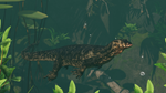 Planet Zoo: Tropical Pack DLC * STEAM РОССИЯ*