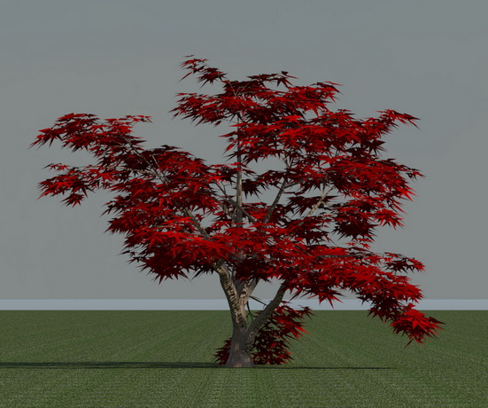 3d model tree for Revit (Acer palmatum)