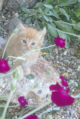 Кошка Рыжая