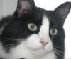 Cat black fff