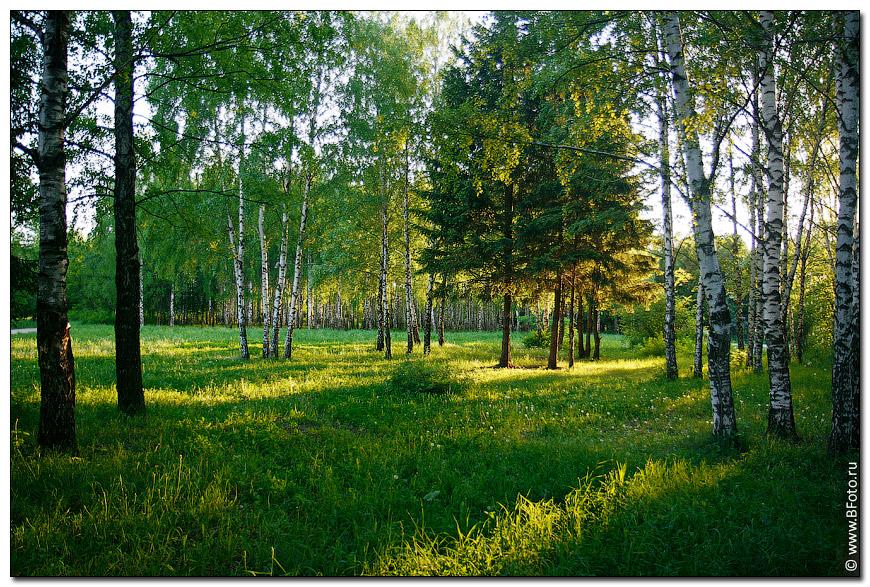 5 high-resolution photo Summer park landscape