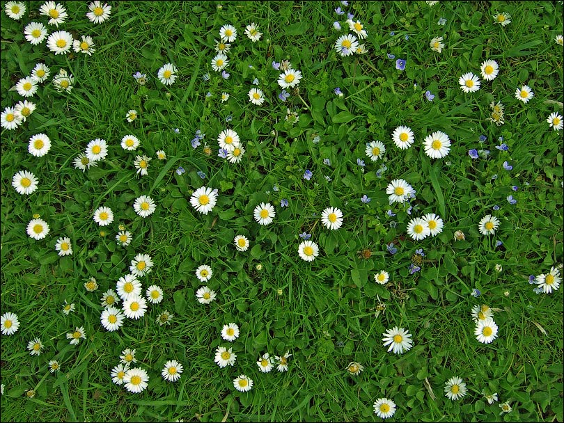 4304 high resolution photo Meadow flowers daisies