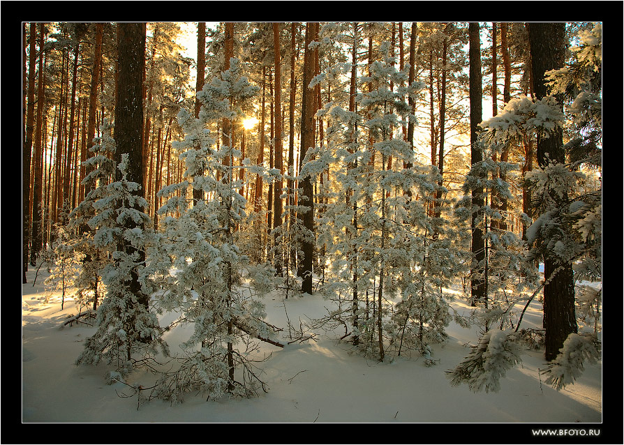 1332 фото высокого разрешения Зимняя сказка