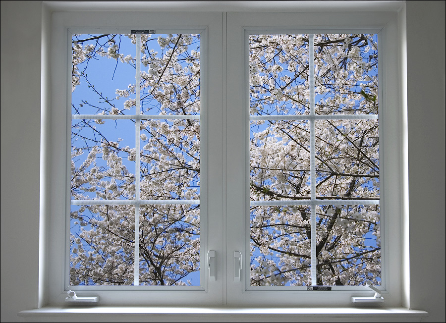 Фотообои на стену окно в весененний сад цветущей сакуры