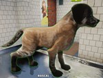 Animal Shelter (Steam Gift Россия) *