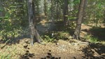 Bird (Steam Gift Россия) *
