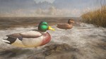 theHunter: Call of the Wild - Duck and Cover Pack Steam