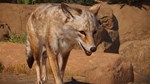 Planet Zoo: Americas Animal Pack (Steam Gift Россия)