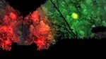 Grimind (steam key)