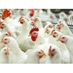 Бизнес-план птицефабрики на 1000/2000 кур (мясо, яица)