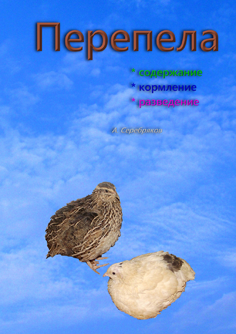 Перепела - содержание, кормление, разведение