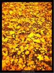 Фотография Золотые листья