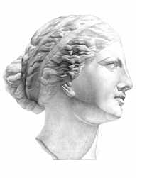 Teaching figure of the head of Venus