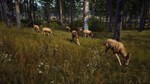 * Way of the Hunter Steam АККАУНТ НОВЫЙ+ПОЧТА