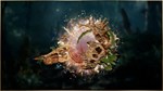 *Last Epoch - Primal Templar Supporter Pack STEAM GIFT