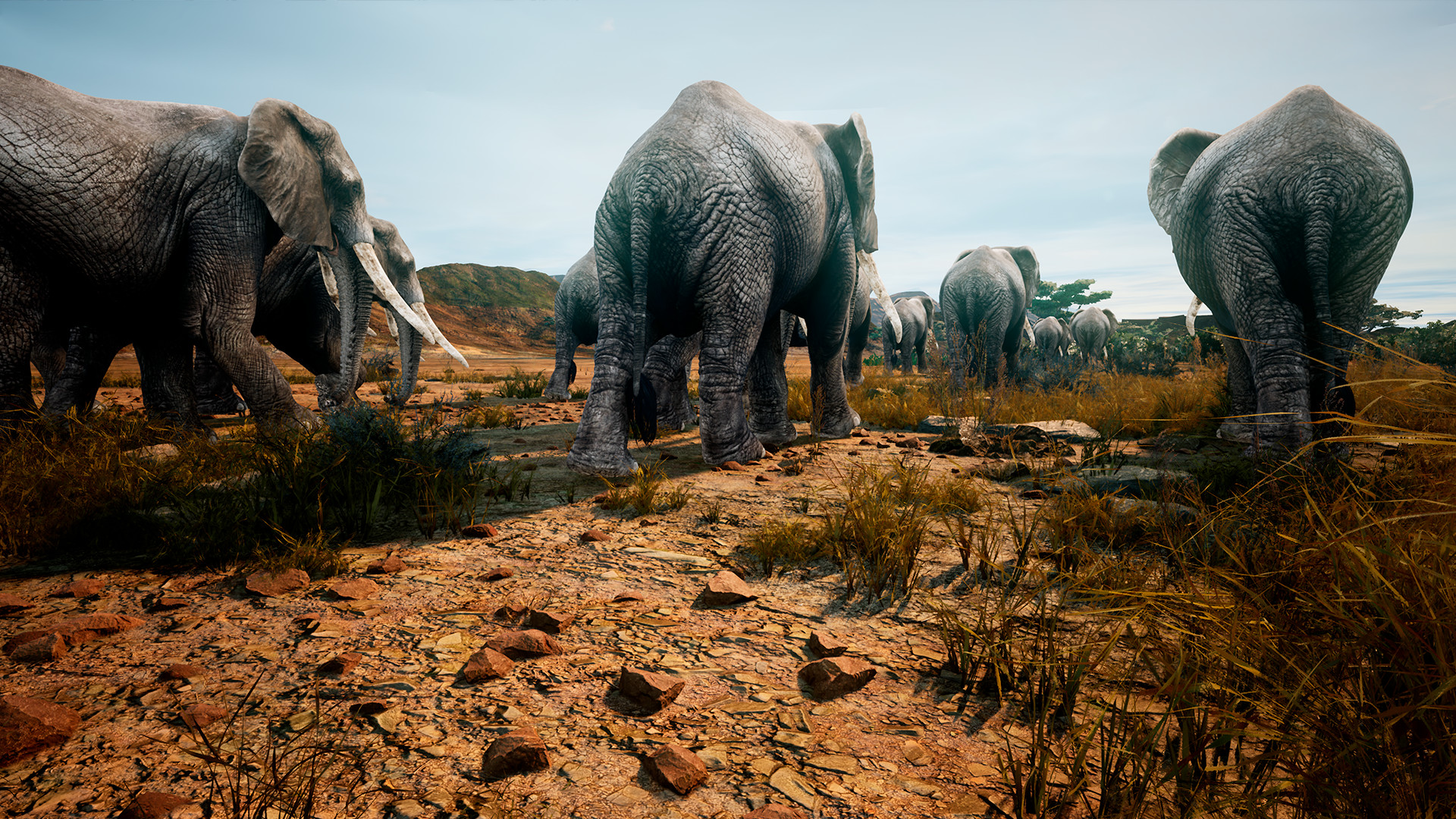 Animalia survival карта