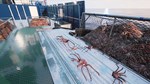 Fishing: Barents Sea - King Crab*DLC STEAM GIFT РОССИЯ